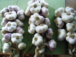 Urban Garlic Farming